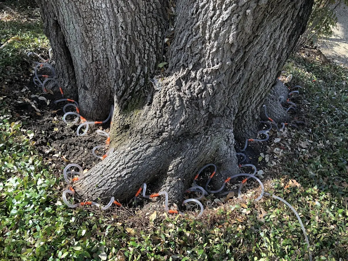 Detailed Tree Cabling and Bracing job site in Gilbertsville