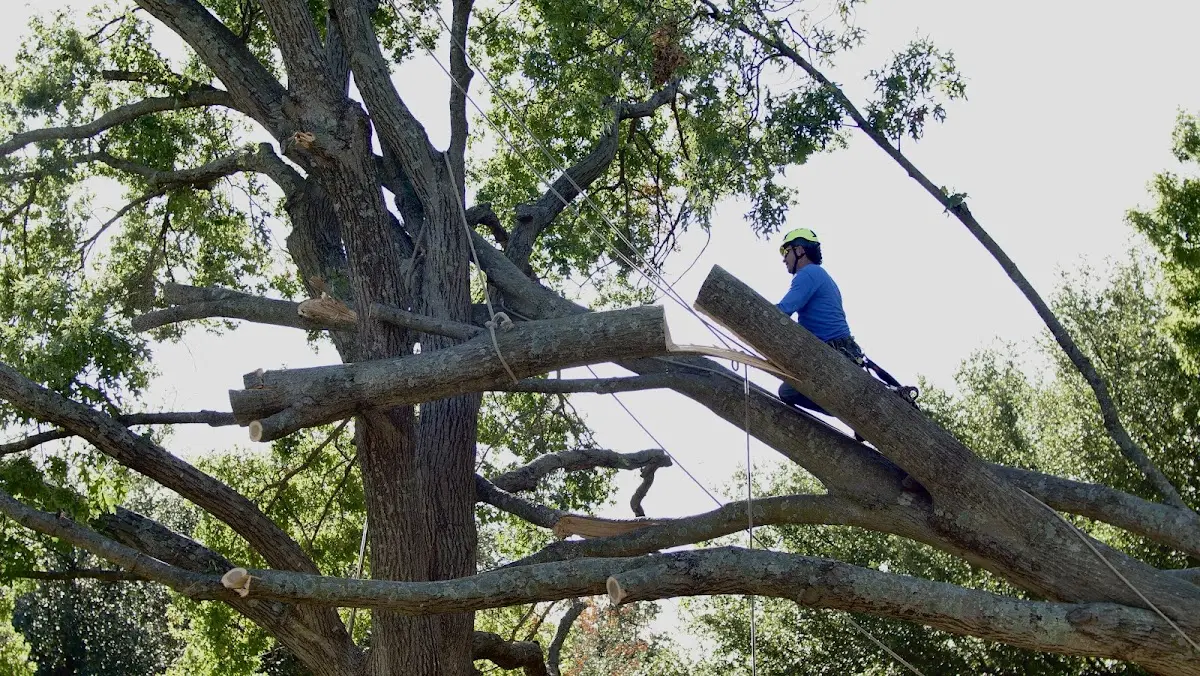 Professional Crown Thinning performed by certified arborists in Gilbertsville
